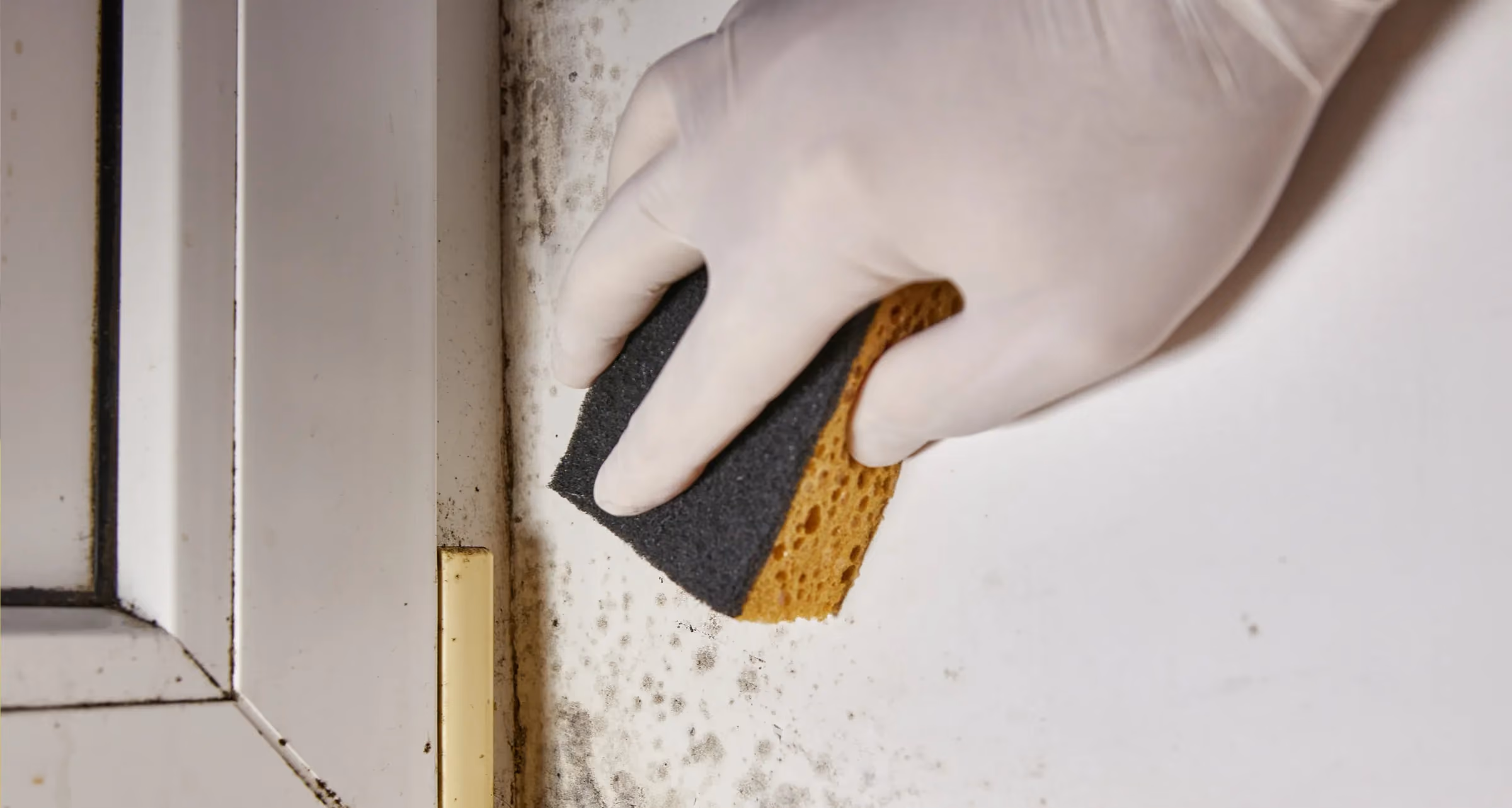 A hand cleaning mould off a wall with a sponge wearing plastic gloves