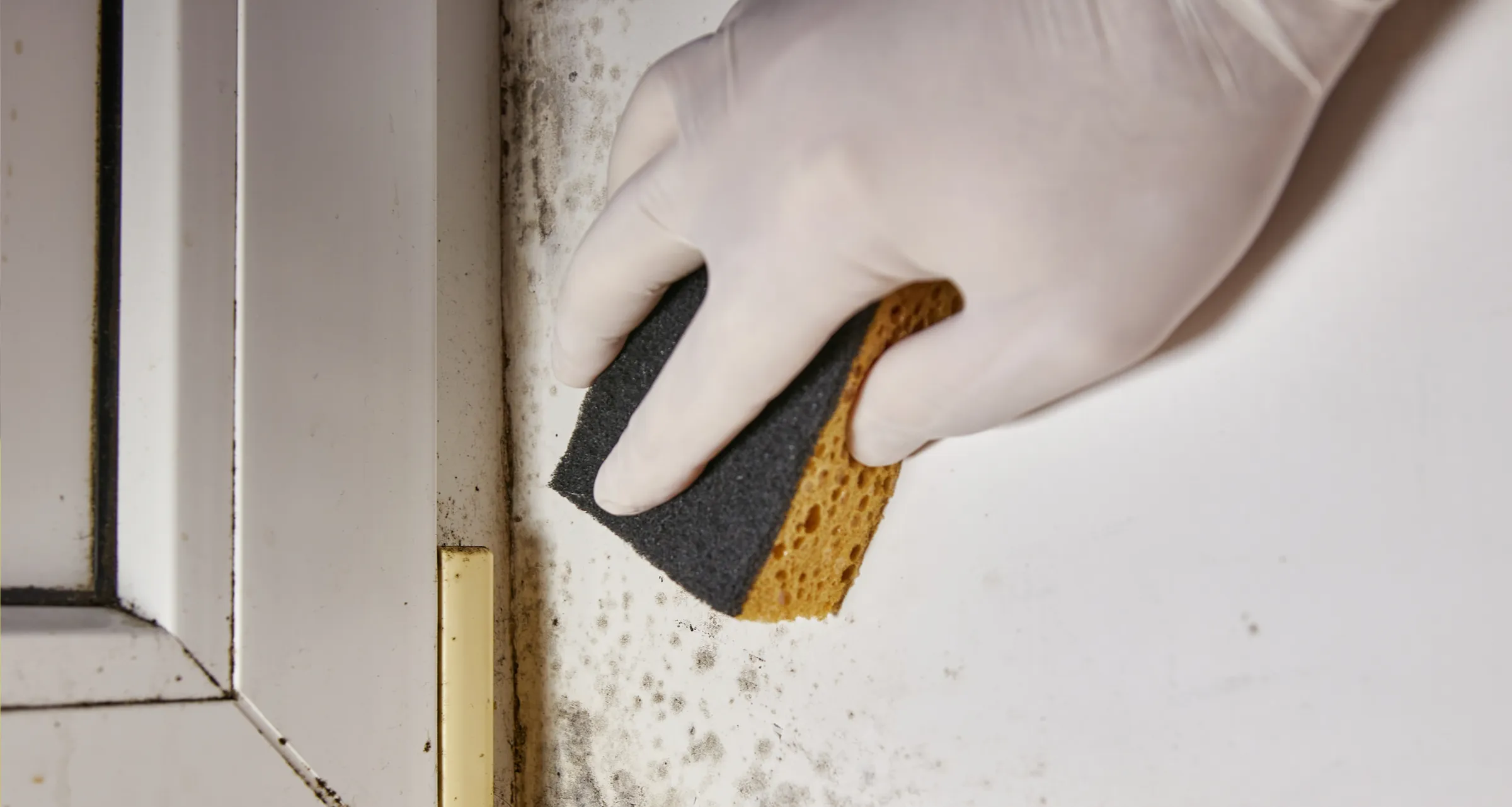 A hand cleaning mould off a wall with a sponge wearing plastic gloves