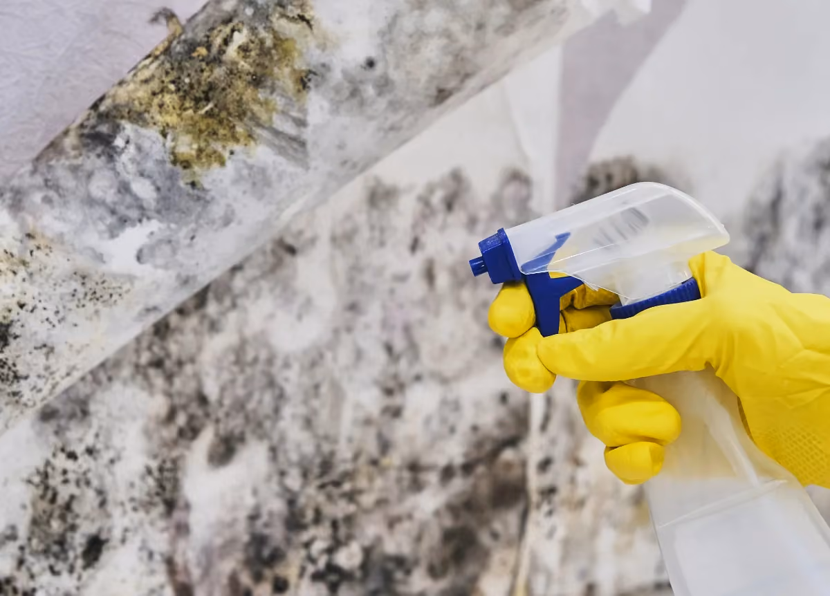 Person holding spray bottle to moldy wall