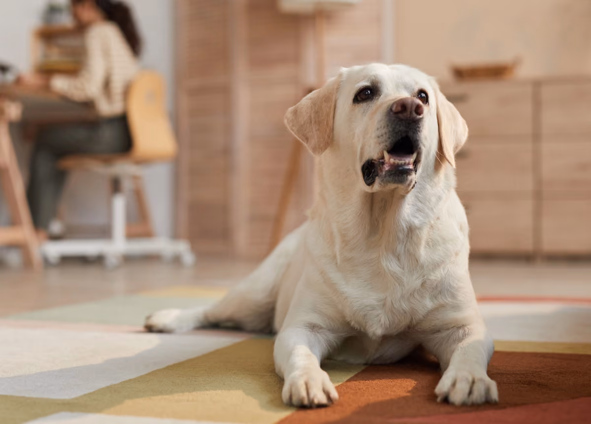 Dog sitting in front of couch
