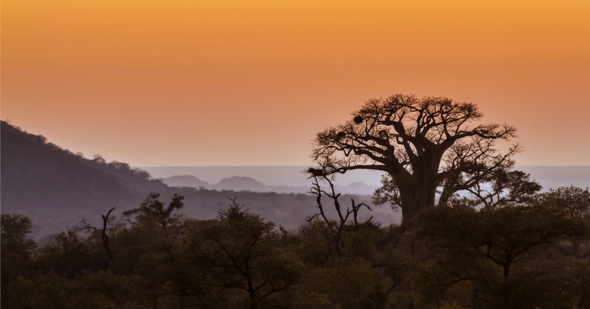 Inside Limpopo's rental boom