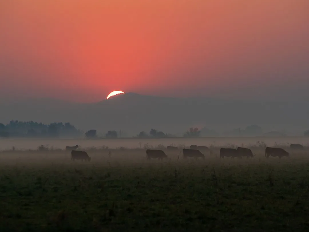sunset with cows