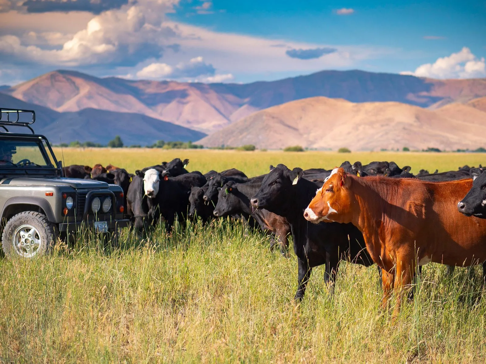 cows looking at vehicle
