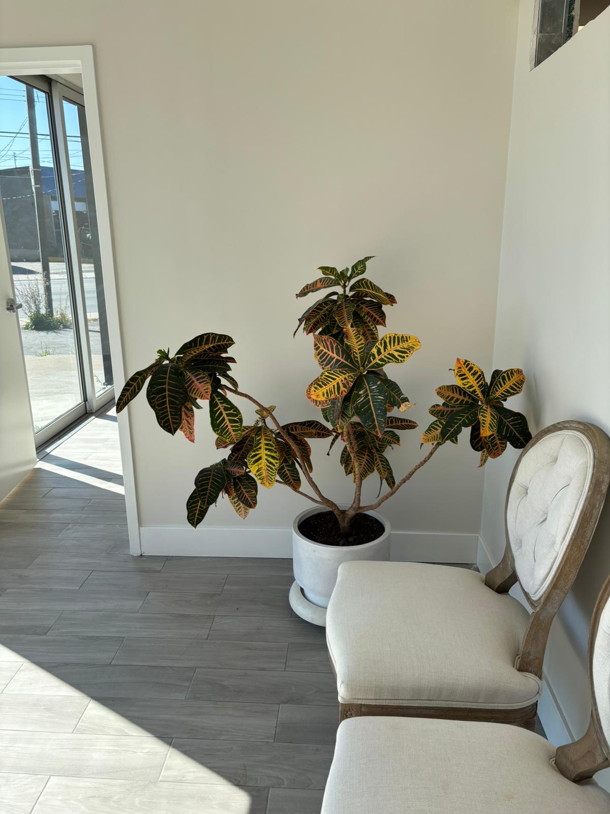 A picture of the waiting room with a cute plant.
