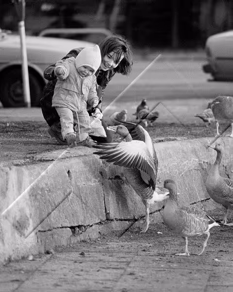 Black and white photo of musician Björk holding a toddler who is reaching out towards geese at the pond in Reykjavik.