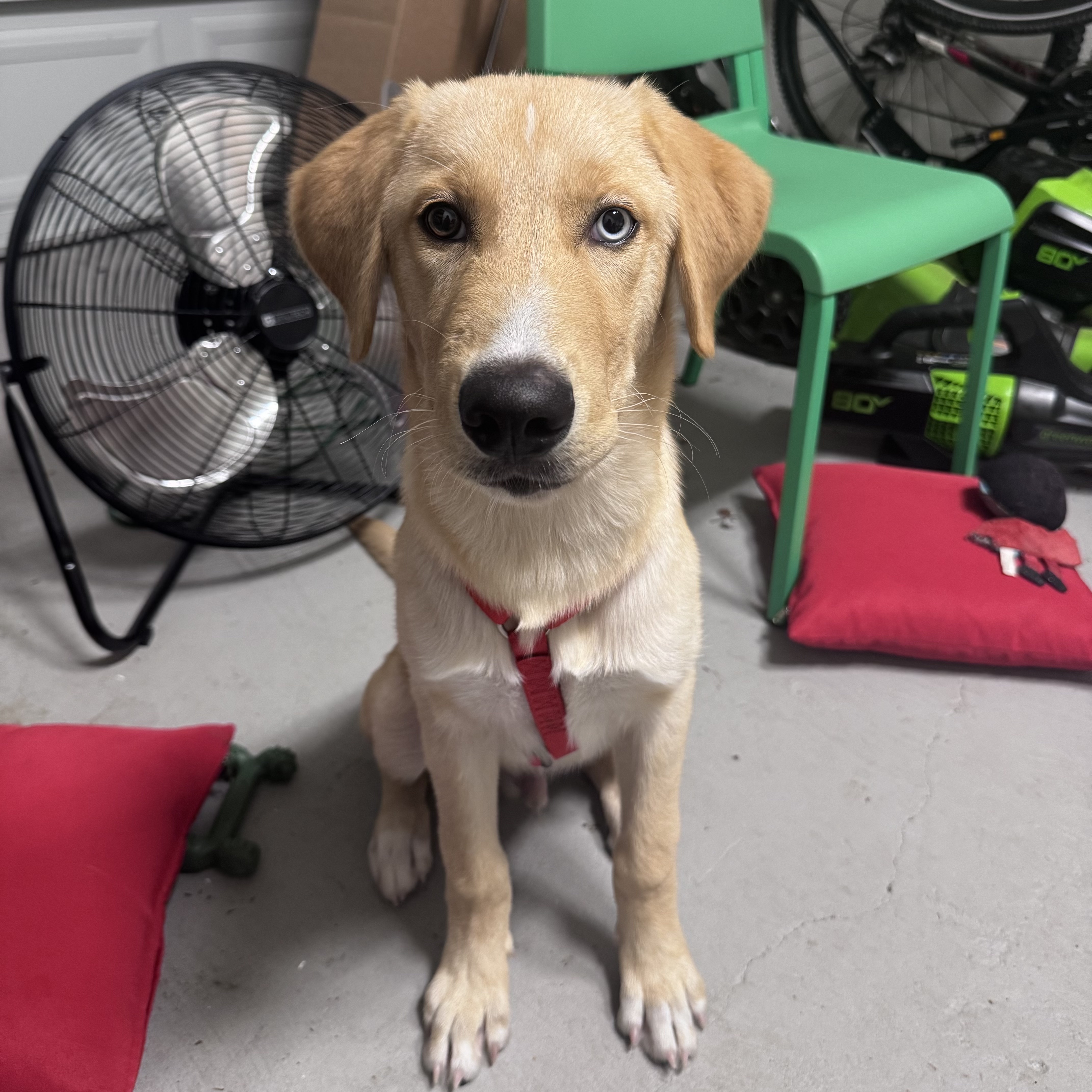 A golden retriver husky mix with heterochromia, sitting in a garage. He is a very good boy. 