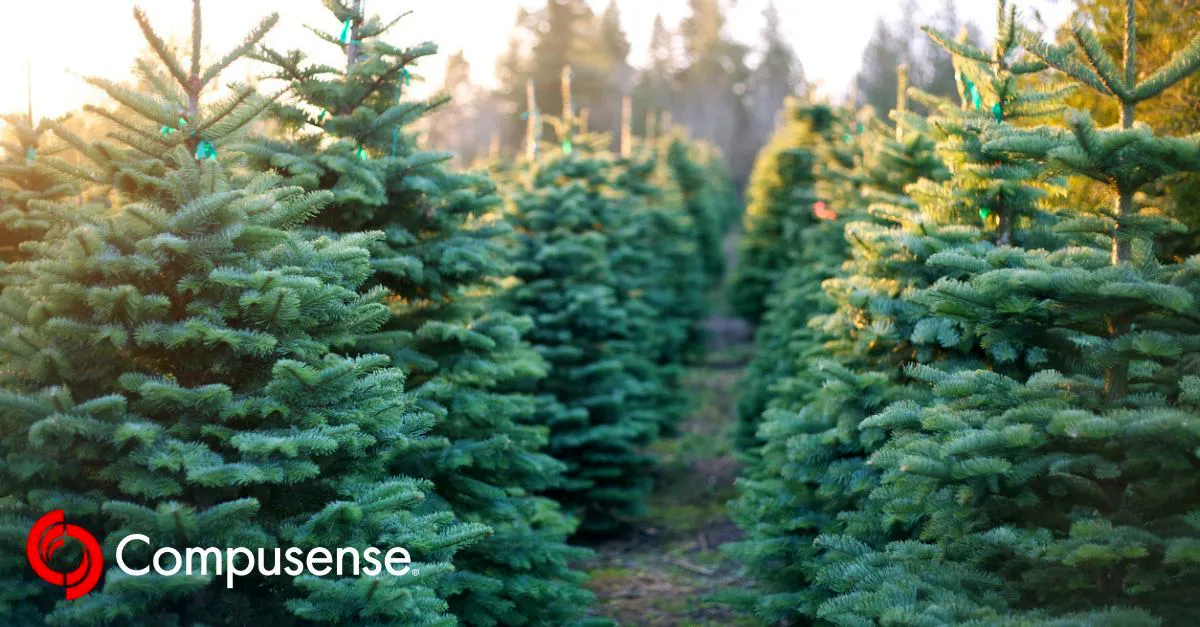 Rows of evergreen Christmas trees growing in a tree farm, creating a dense forest of deep green foliage.