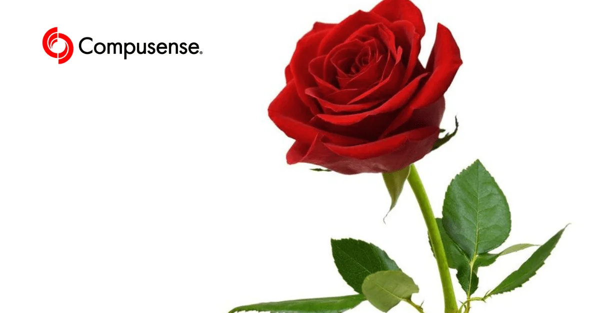 A single red rose in full bloom with green leaves and stem against a clean white background.