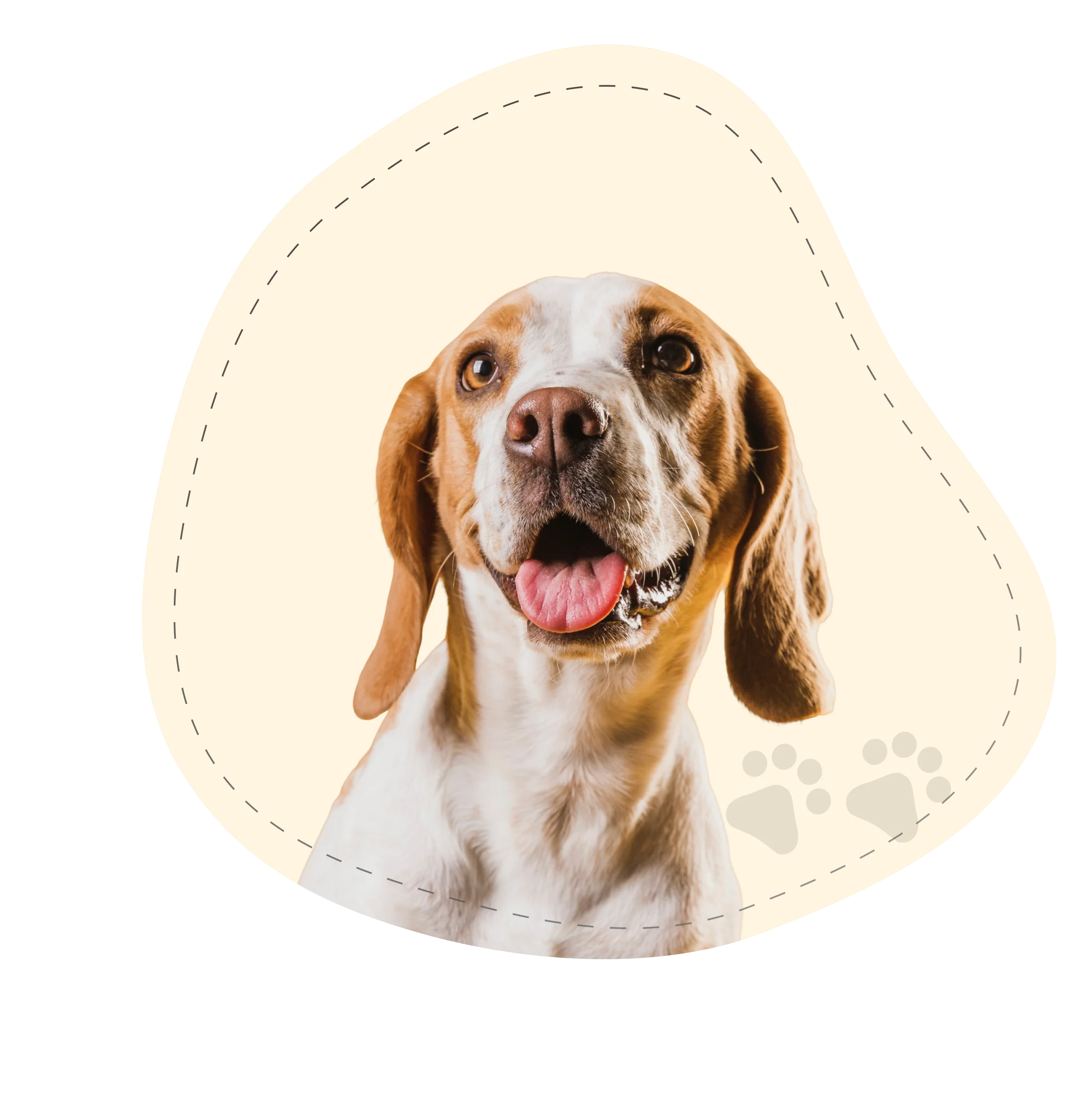 dog-img
