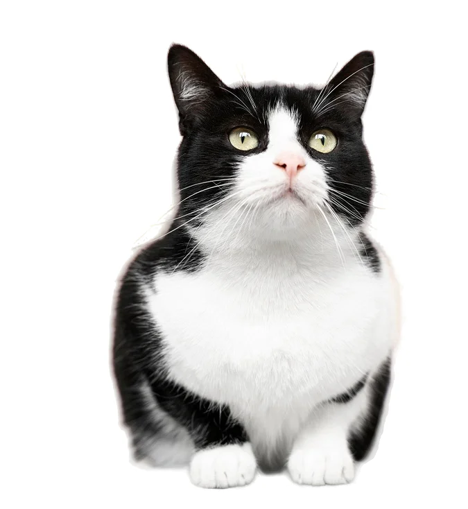 line-cat-image