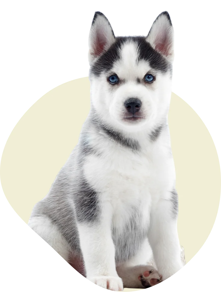 dog-img