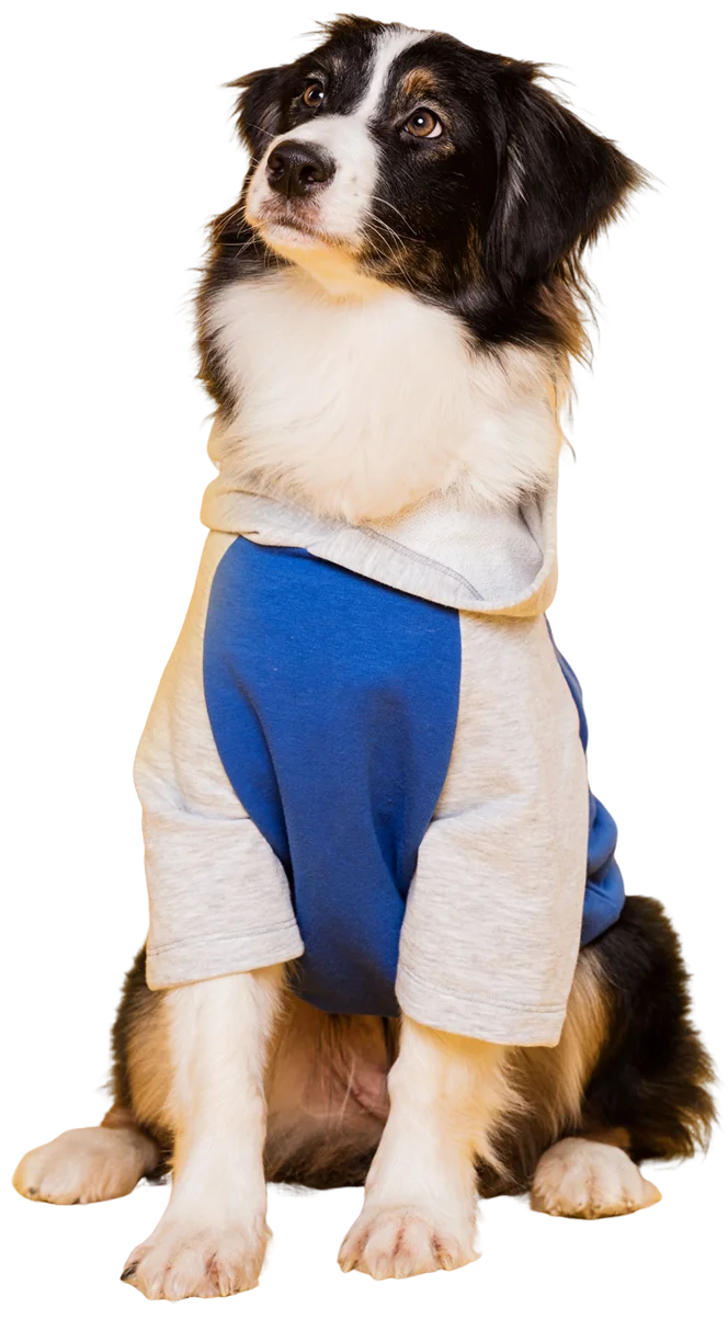 hero-bottom-dog