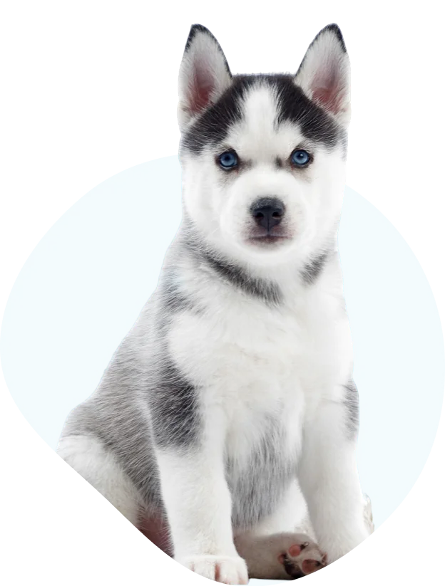 dog-img