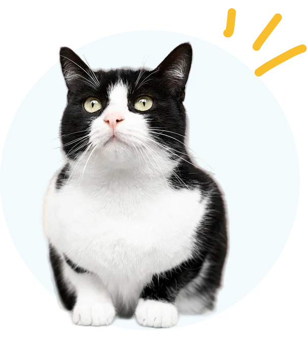 cat-img