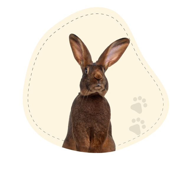 dog-img