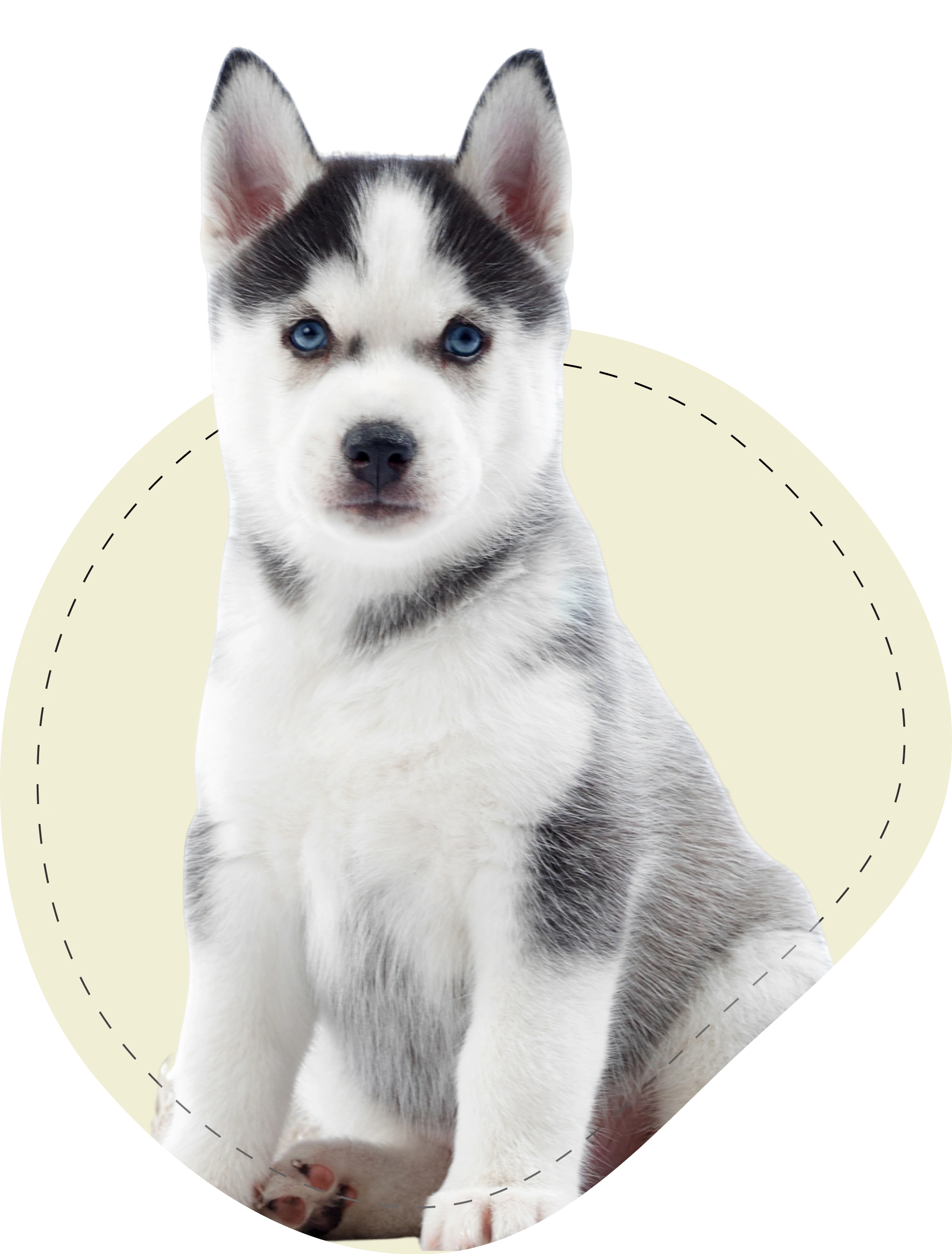 dog-img-1