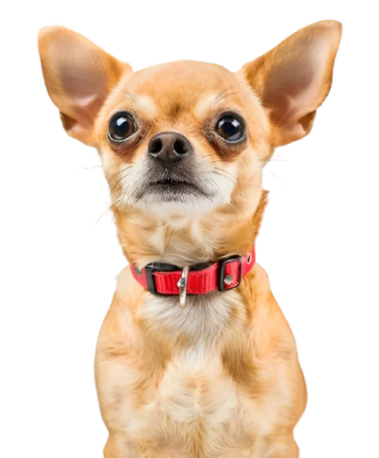 promise-dog-img