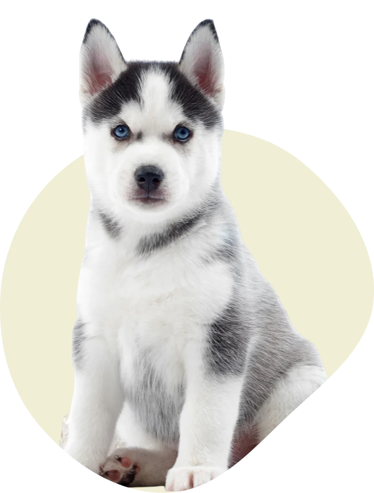 dog-img