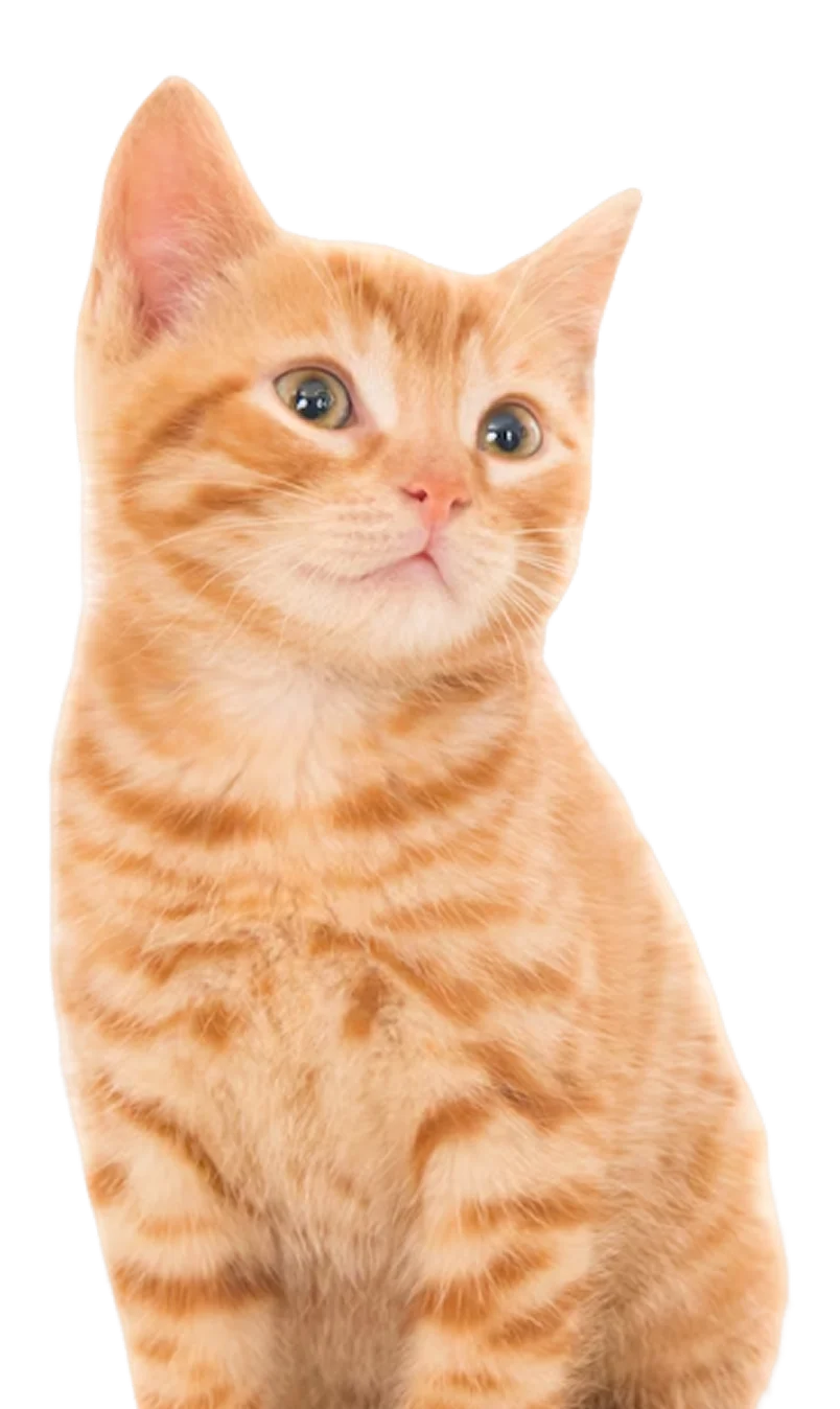 brown-cat