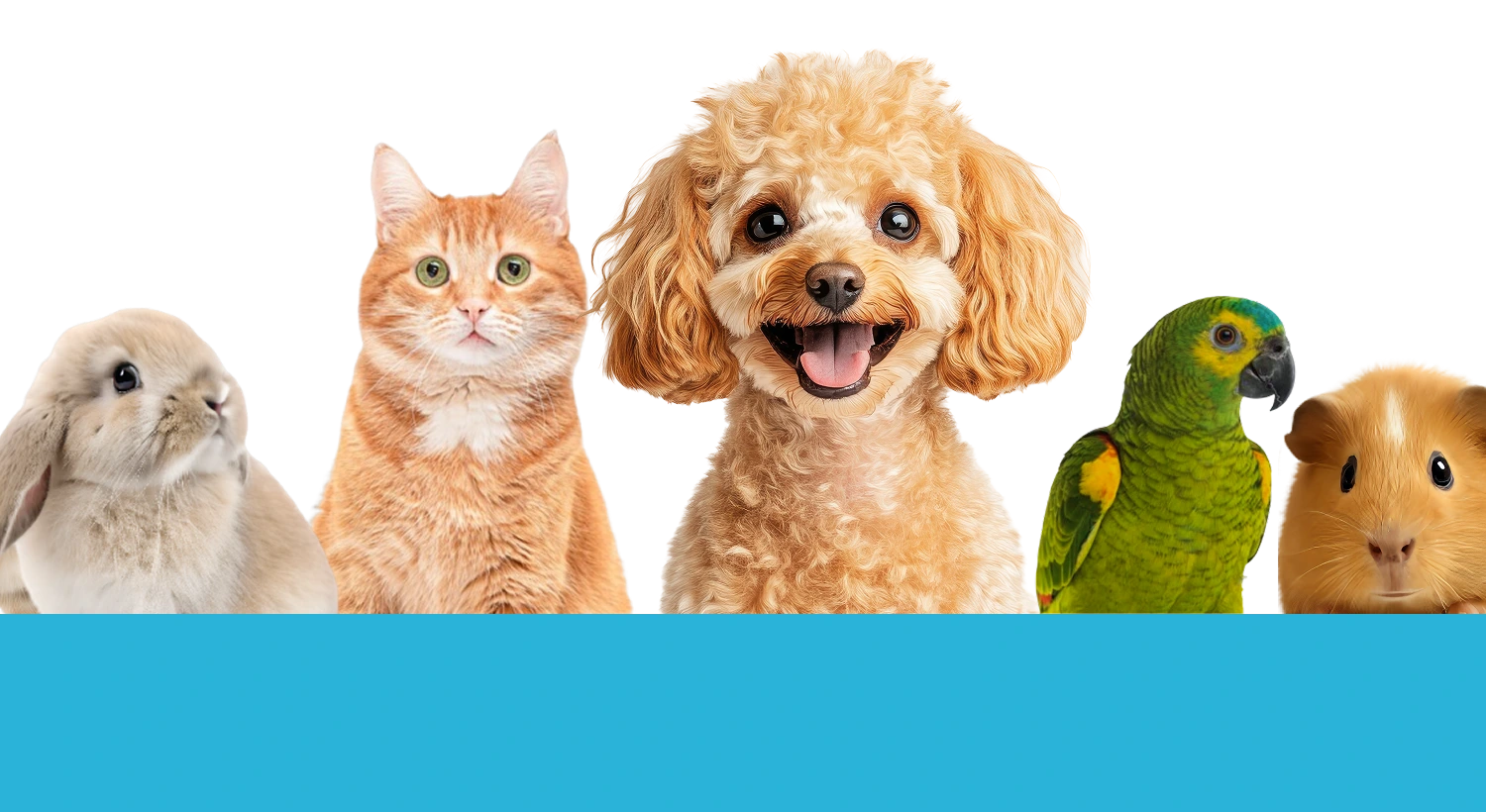 pets