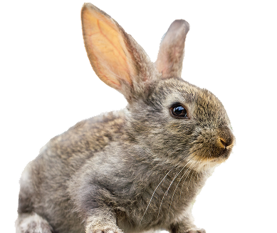 rabbit