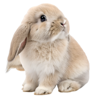 rabbit