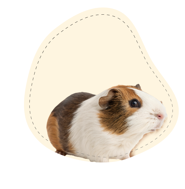 dog-img