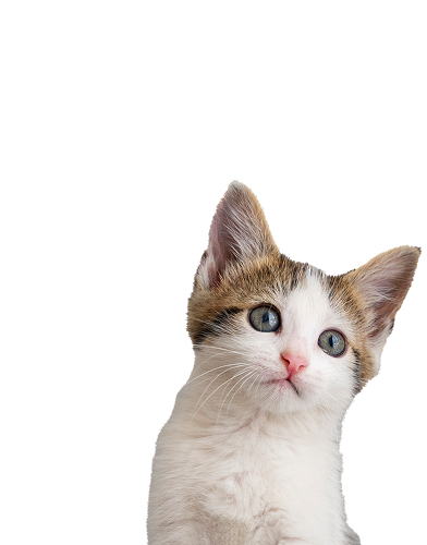 cat-img