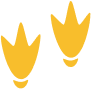 foot