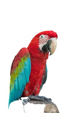 parrot-img