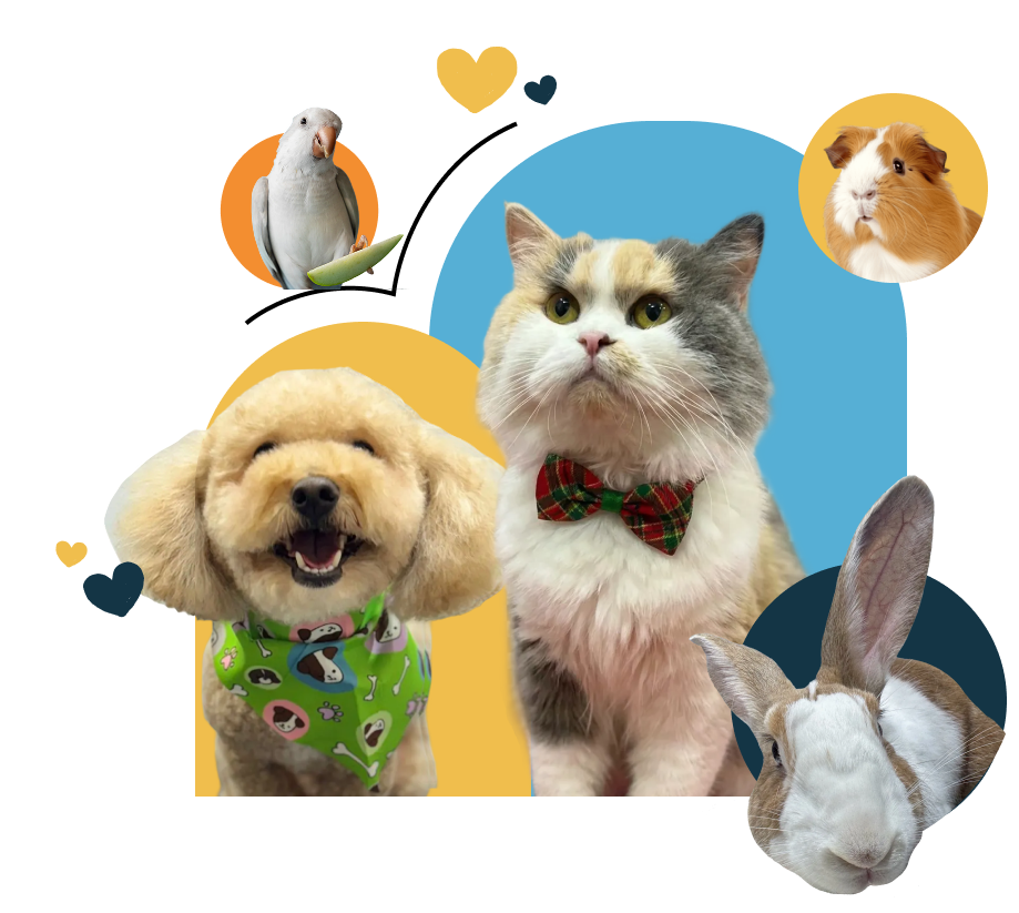 Mobile pet grooming van service in Dubai outside client homes