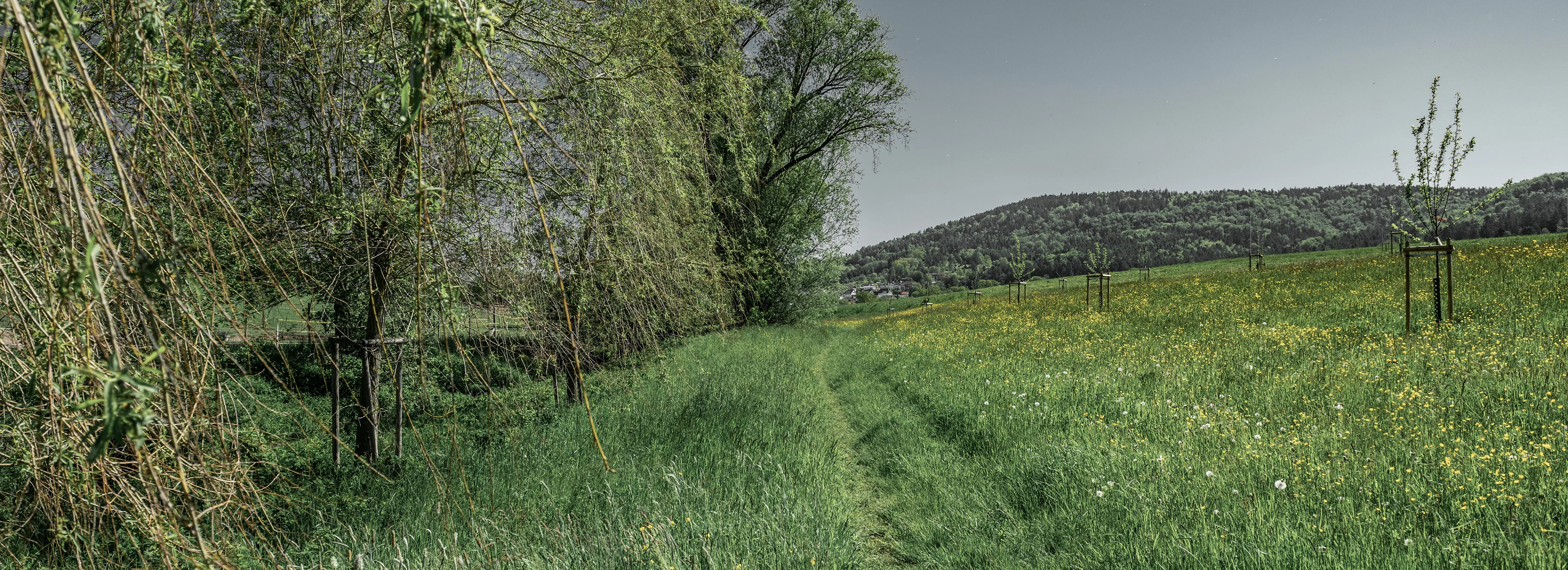 Landschaftsaufnahme mit Gräsern, Hügeln und Bäumen