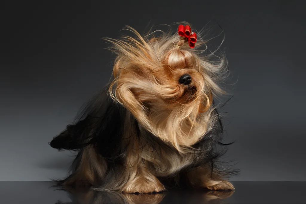 Zeitlupenaufnahme Hund mit wehenden Haaren. 