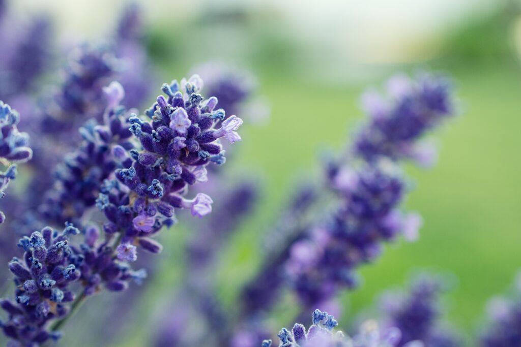 Linalool and the benefits of medical cannabis with this terpene