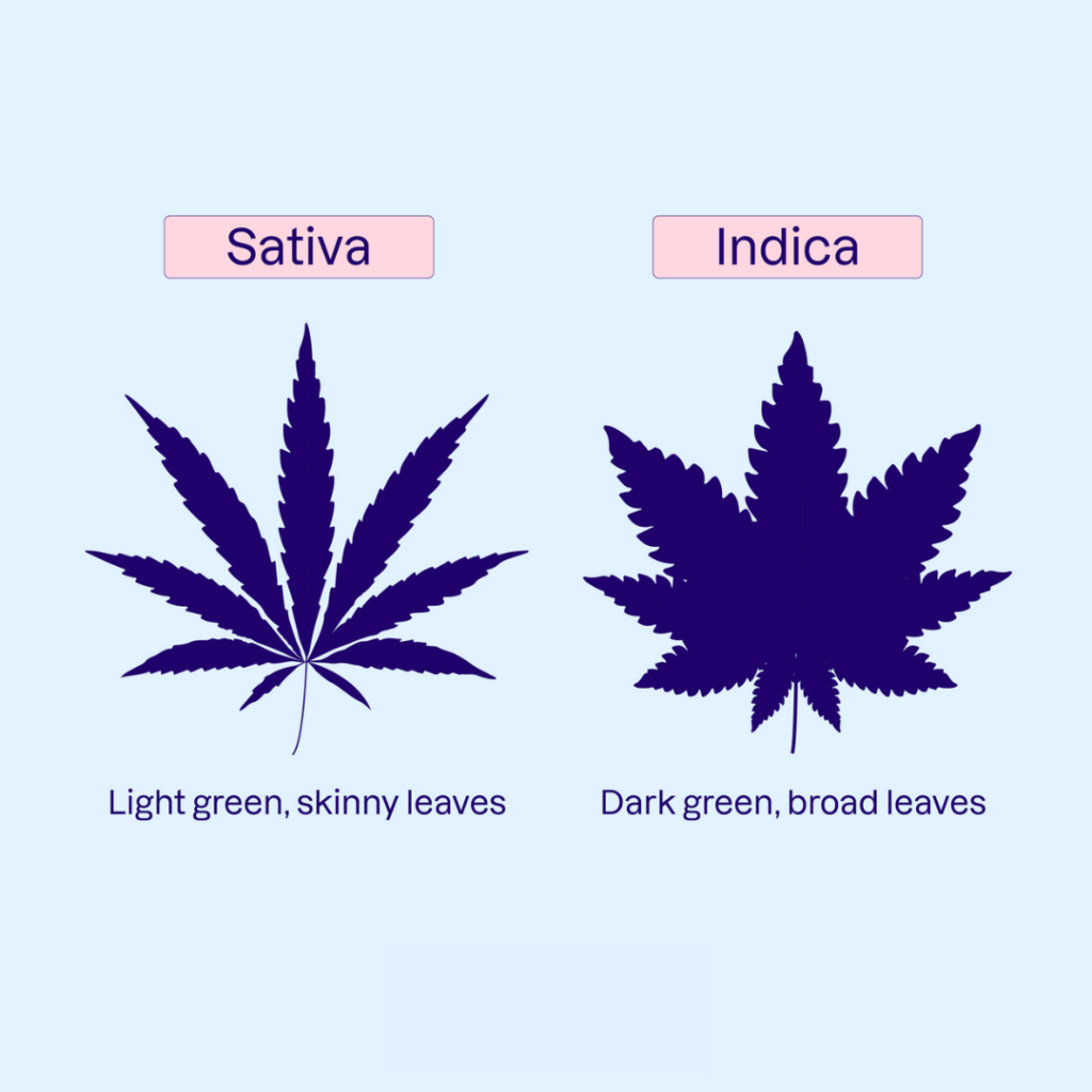 Sativa and Indica leaf differences