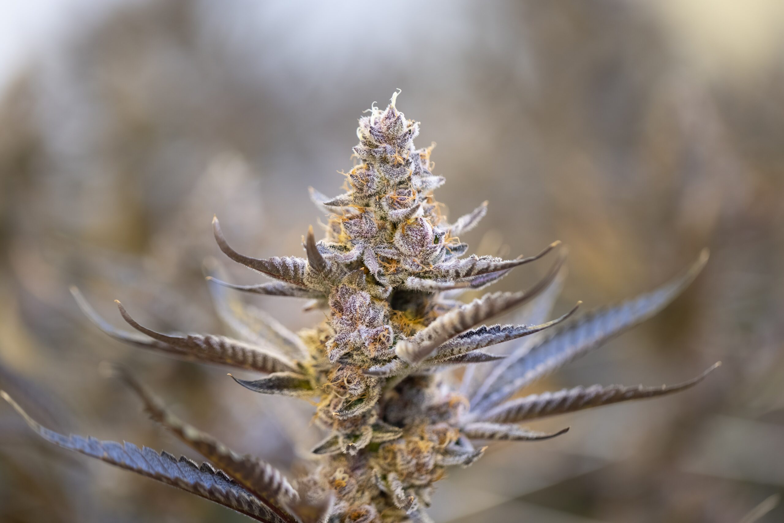 Myrcene cannabis plant