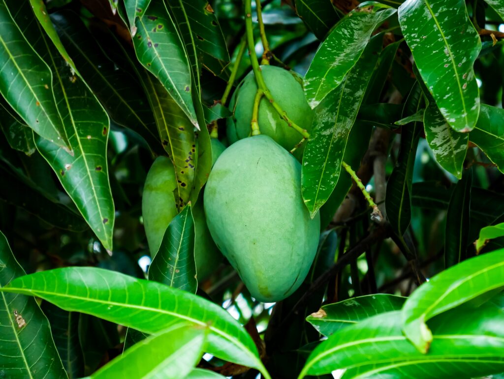An unripe mango on a branch