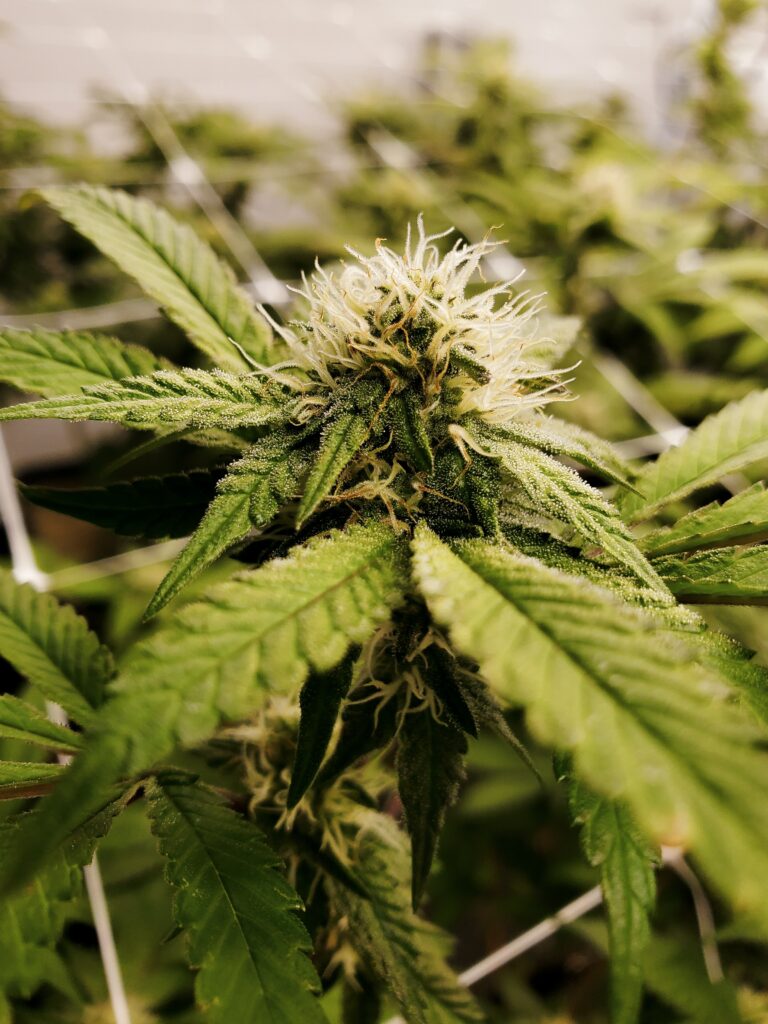 Humulene - Cannabis plant