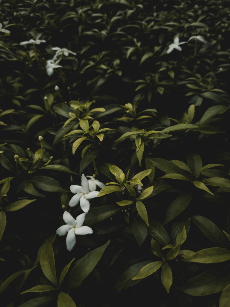 Nerolidol - jasmine flower