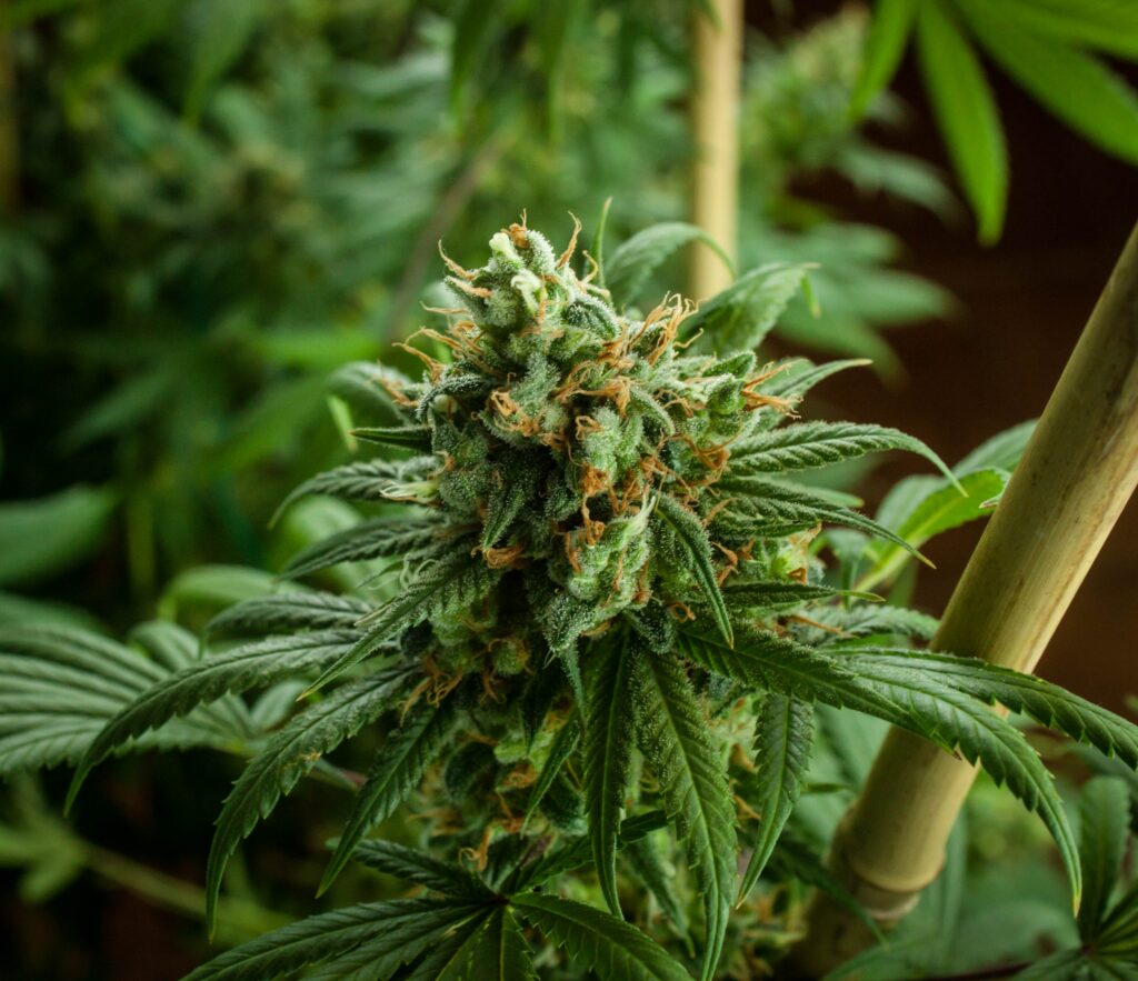 Medical Cannabis Flower - caryophyllene - Mamedica UK leading cannabis clinic - terpenes benefits