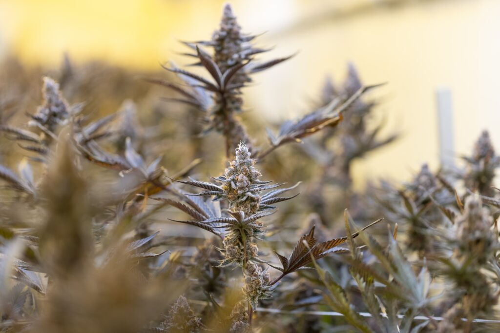 Linalool - unexpected benefits of medical cannabis terpene