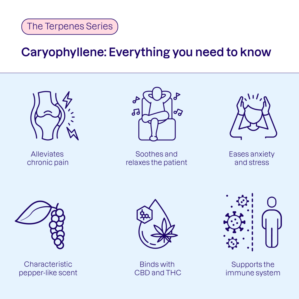 Caryophyllene benefits - Alleviates pain, soothes and relaxes, eases anxiety and stress, and supports the immune system