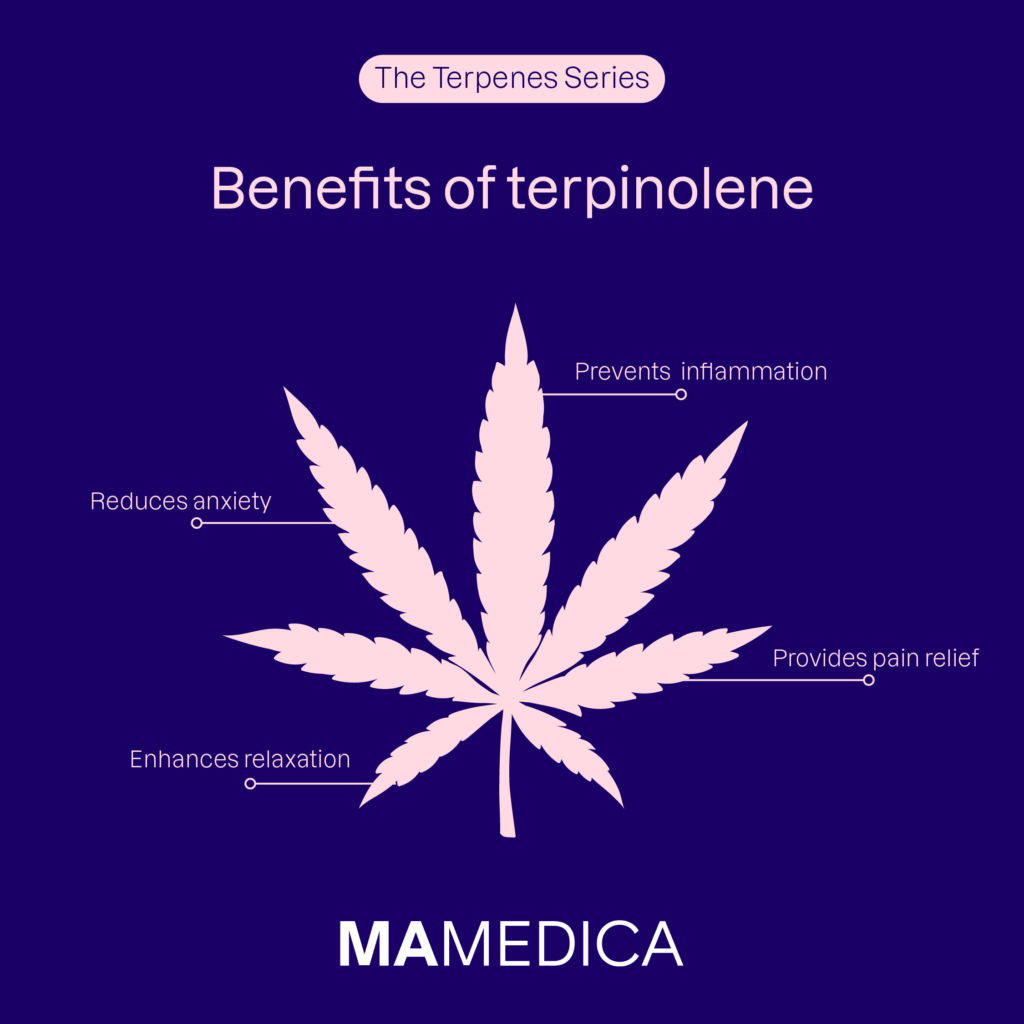 Terpinolene infographic - Reduces anxiety, prevents inflammation, enhances relaxation, and provides pain relief