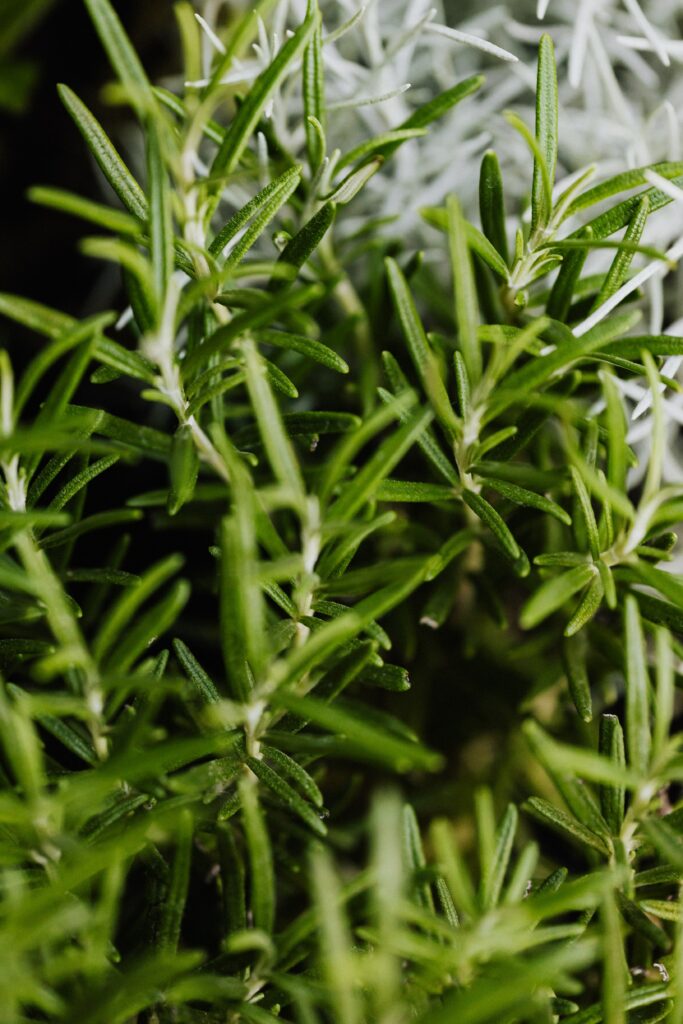Rosemary Pinene Terpene Mamedica