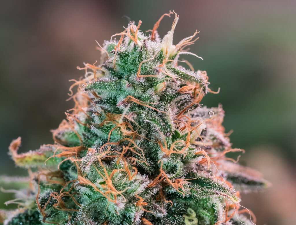 HDR close up shot of a cannabis plant blossom