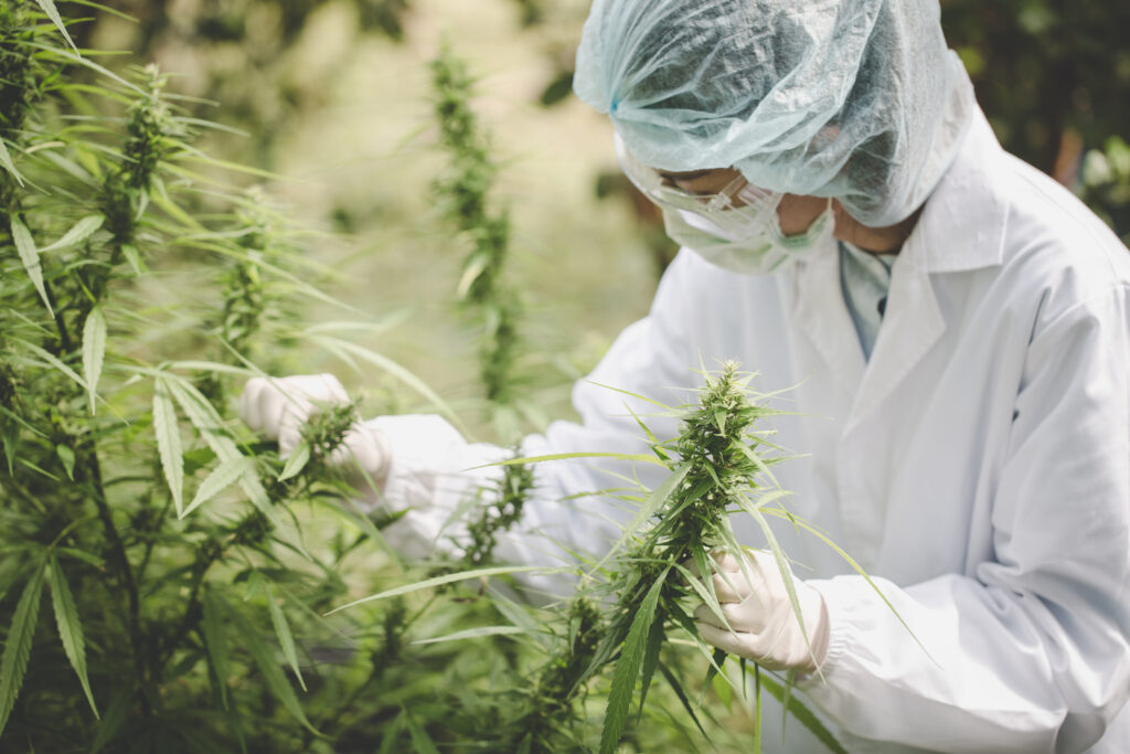 Medical cannabis lab UK