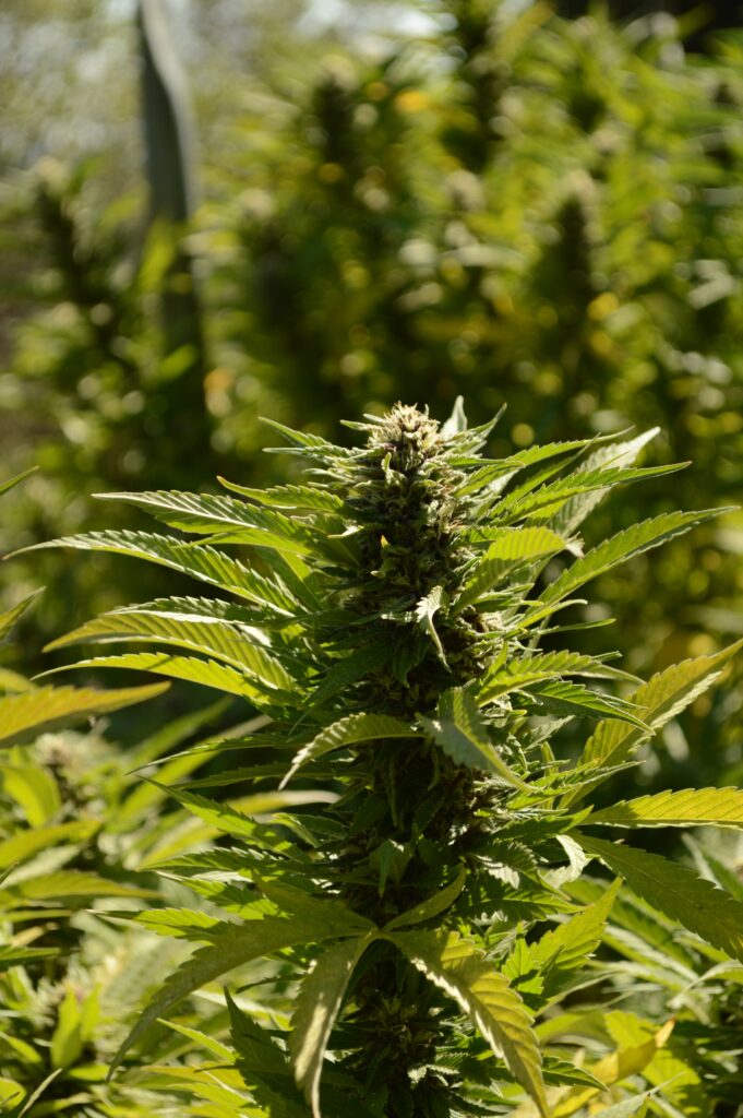 What is borneol terpene? Borneol is a terpene - a naturally occurring compound found in herbs, fruits and plants, including cannabis