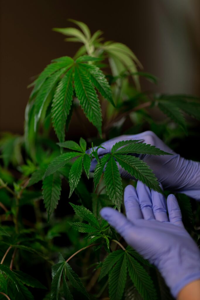 A person with gloves holding up the leaves of a cannabis plant to show the camera