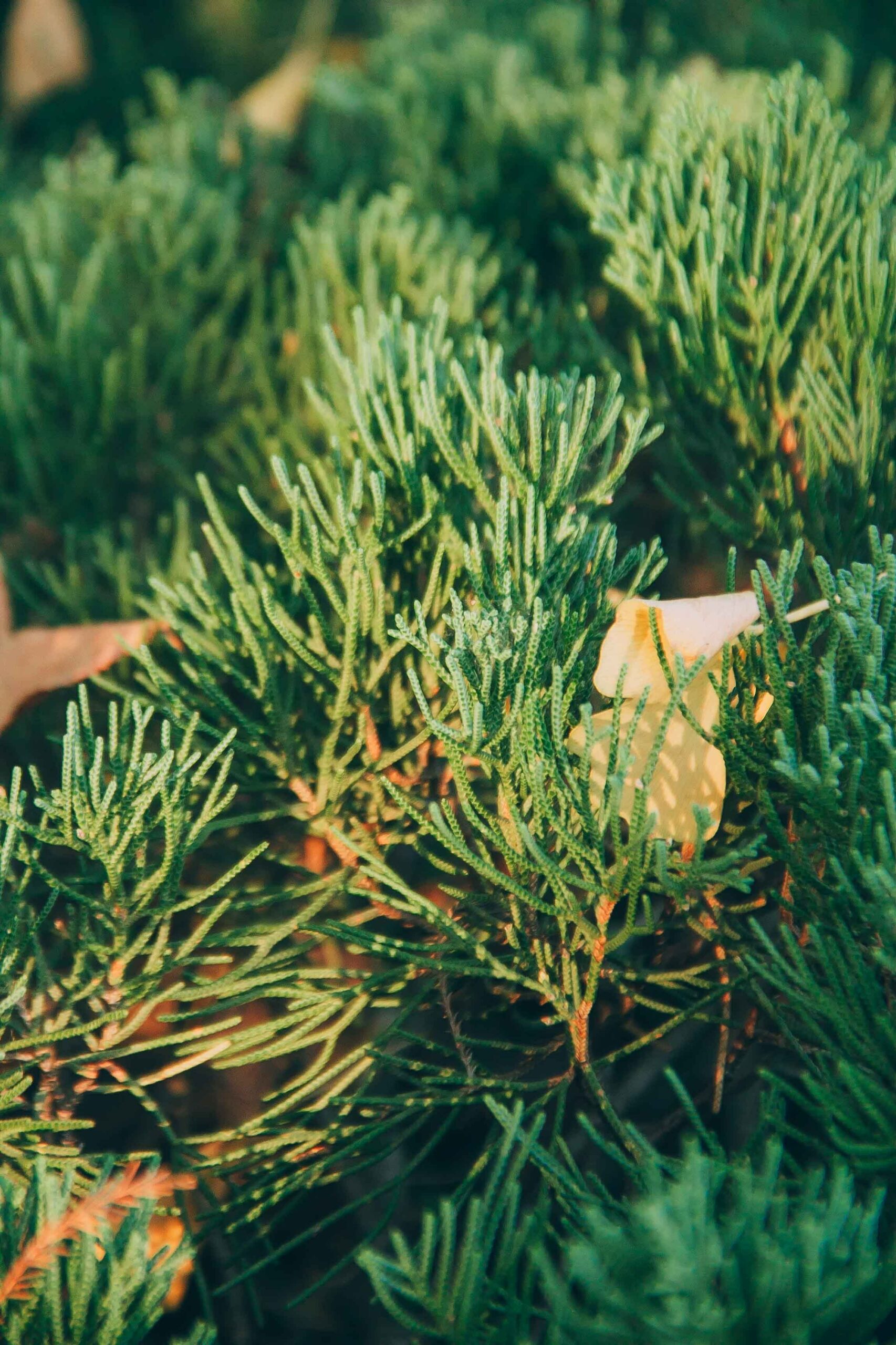 Rosemary shrub; another source of terpinolene