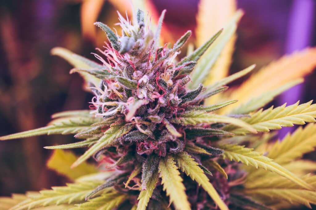 A close-up of a cannabis plant